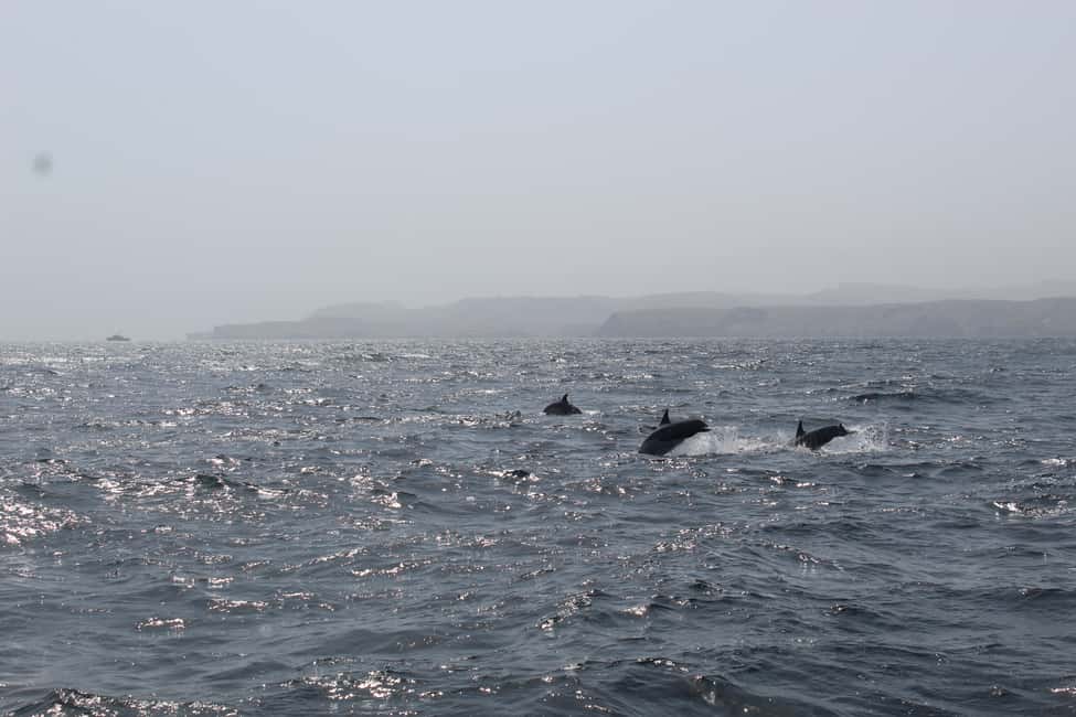 Immagine nº 2 di Muscat: tour di avvistamento dei delfini e snorkeling in barca attività a Mascate, caricata dal fornitore
