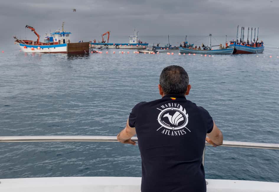 imagen n.º 6 de Barbate: Observación de delfines y ballenas en el Cabo de Trafalgar actividad en Cádiz, subida por el proveedor