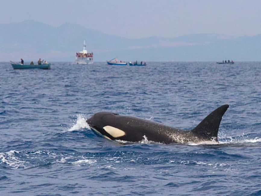 imagen n.º 1 de Barbate: Observación de delfines y ballenas en el Cabo de Trafalgar actividad en Cádiz, subida por el proveedor