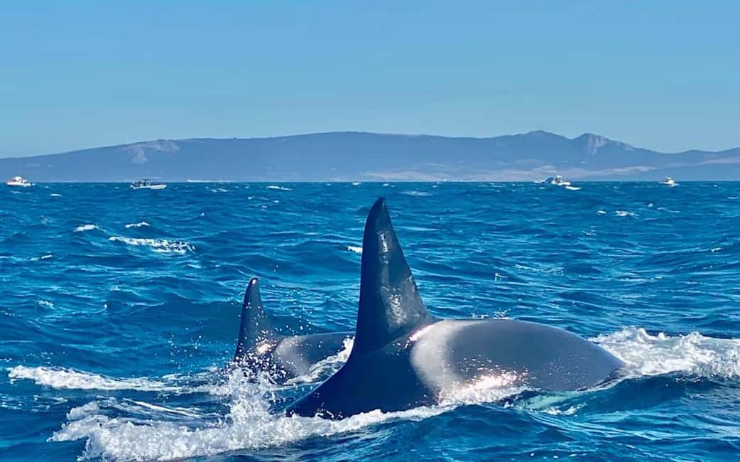 imagen n.º 5 de Barbate: Observación de delfines y ballenas en el Cabo de Trafalgar actividad en Cádiz, subida por el proveedor