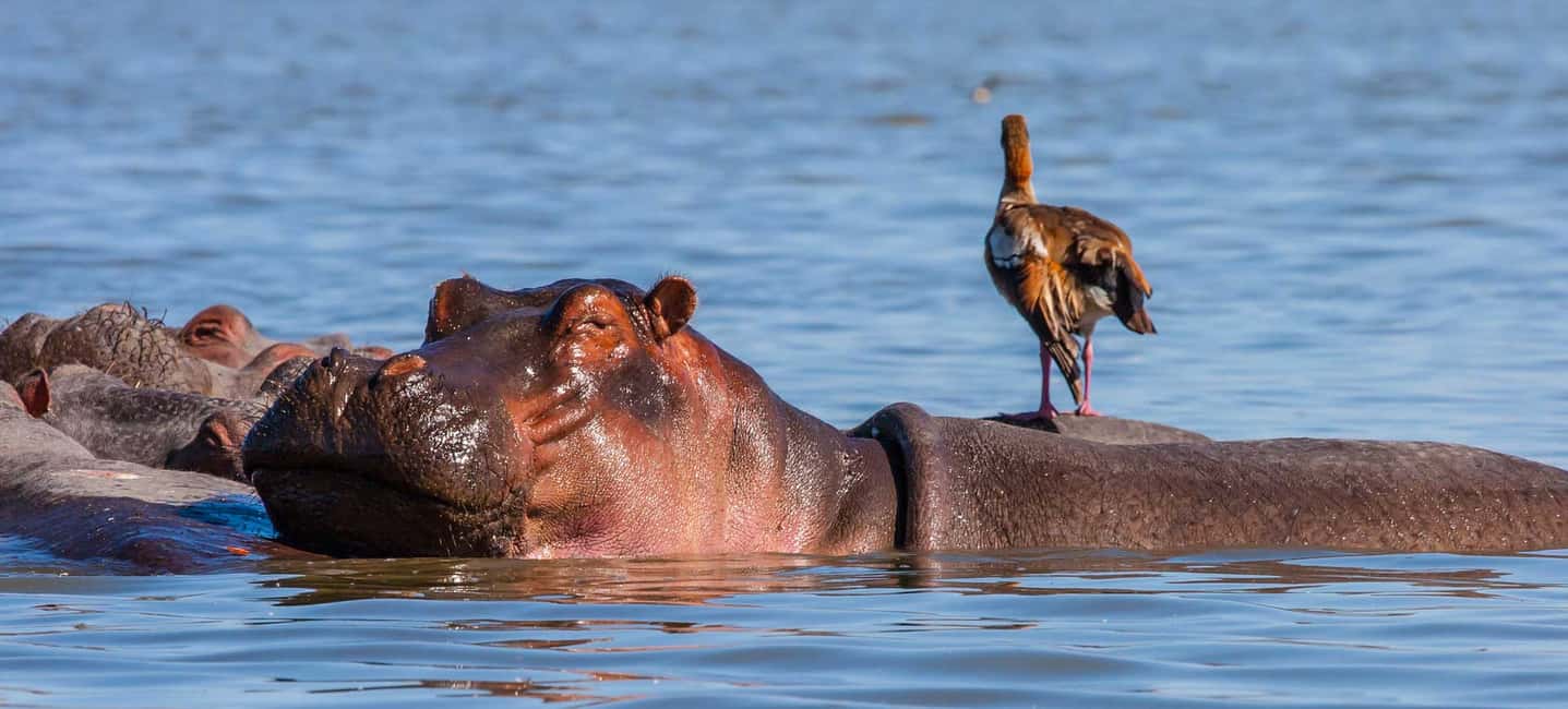 image n.7 of Day Trip: Hell's Gate Bike Ride & Lake Naivasha Boat Ride activity in Nakuru, uploaded by supplier