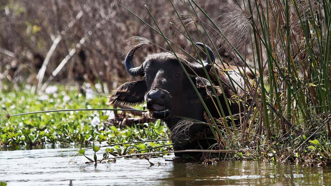 image n.10 of Day Trip: Hell's Gate Bike Ride & Lake Naivasha Boat Ride activity in Nakuru, uploaded by supplier