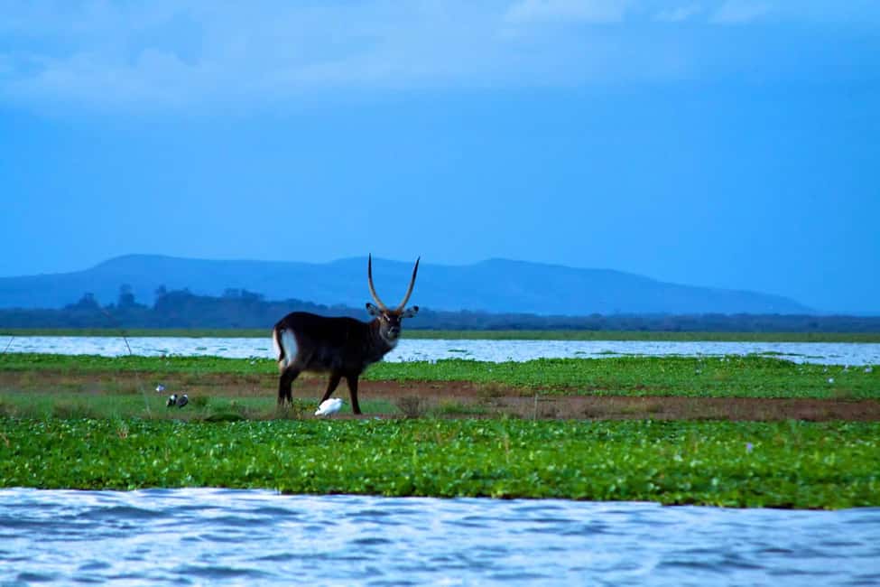 image n.11 of Day Trip: Hell's Gate Bike Ride & Lake Naivasha Boat Ride activity in Nakuru, uploaded by supplier