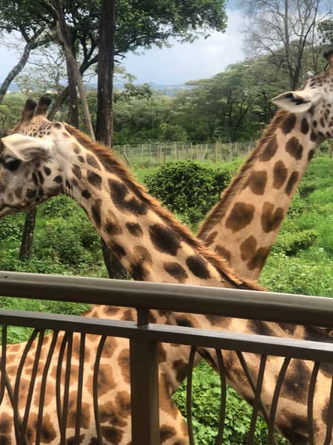 image n.5 of Nairobi: Elephant Sanctuary and Giraffe Center Day Tour activity in Nairobi, uploaded by supplier
