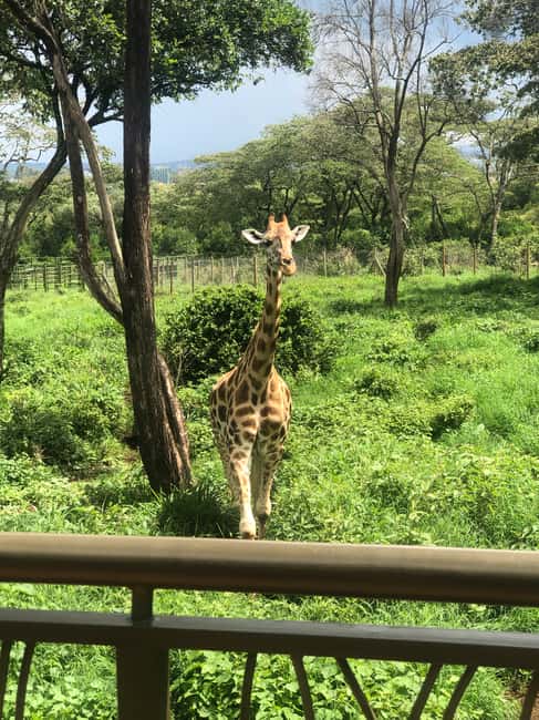 image n.8 of Nairobi: Elephant Sanctuary and Giraffe Center Day Tour activity in Nairobi, uploaded by supplier