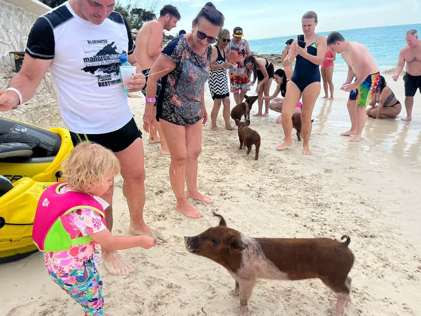 Image N°74 de Nassau : Cochons, plongée en apnée, tortues, déjeuner, club de plage privé activité à New Providence, publiée par le prestataire
