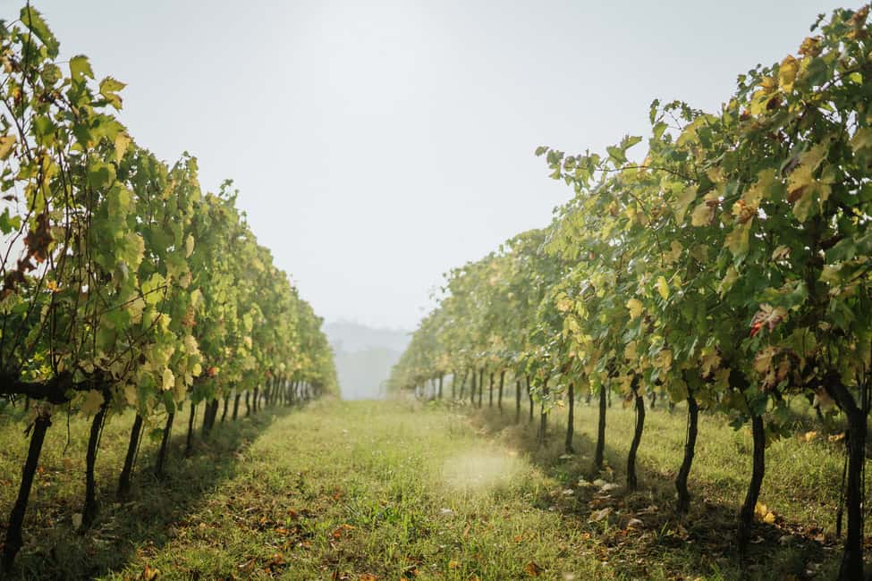 изображение номер 5 мероприятия Экскурсия с дегустацией вин с оливковым маслом и салями в городе Римини, загруженное организатором