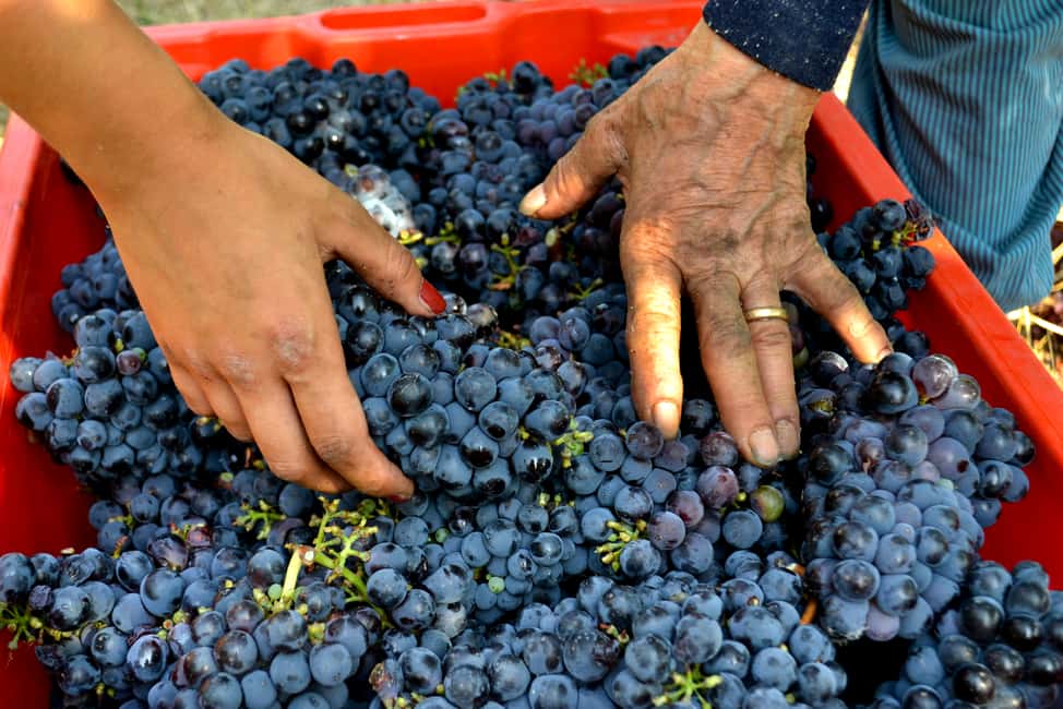 изображение номер 6 мероприятия Экскурсия с дегустацией вин с оливковым маслом и салями в городе Римини, загруженное организатором