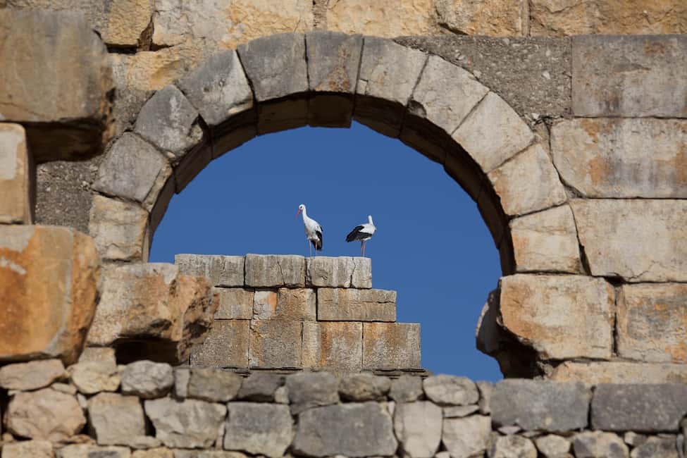 billede nr.3 af aktiviteten Fra Fes: Volubilis, Moulay Idriss og Meknes heldagstur i Meknès, uploadet af udbyder