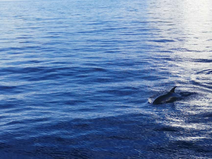 image n.3 of Poreč: Sunset Dolphin Safari Cruise with Drinks activity in Porec, uploaded by supplier