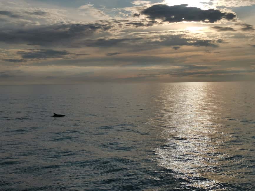 image n.7 of Poreč: Sunset Dolphin Safari Cruise with Drinks activity in Porec, uploaded by supplier