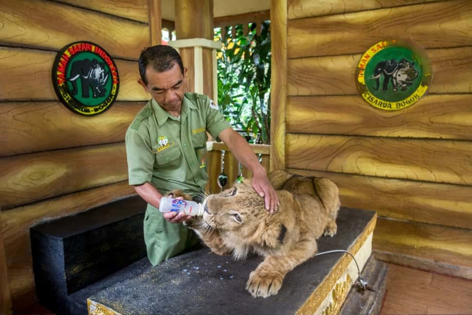 image n.5 of From Jakarta: Safari Park, Tea Plantation & Jaksa Waterfall activity in Bogor, uploaded by supplier