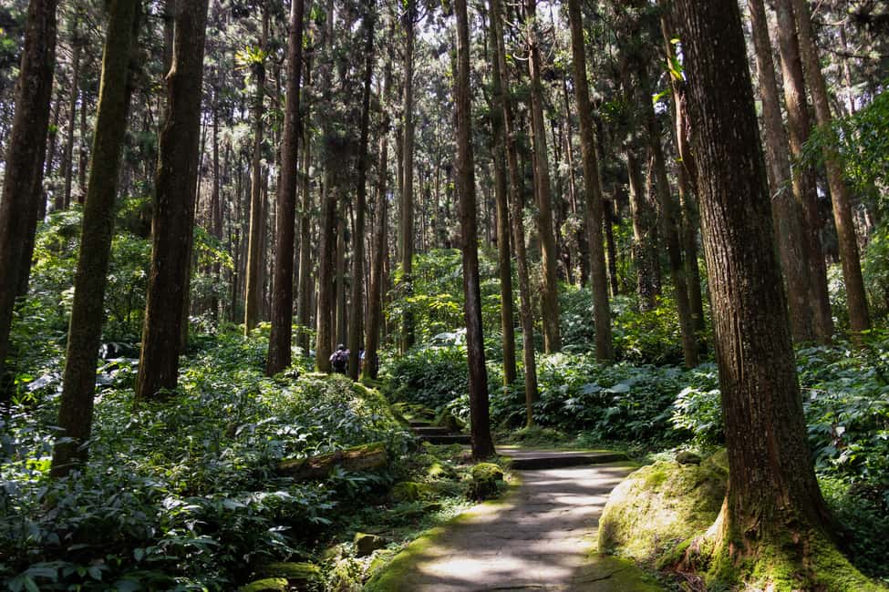 Image N°3 de Au départ de Fès : Excursion d'une journée dans le Moyen Atlas et la forêt des singes activité à Ifran, publiée par le prestataire