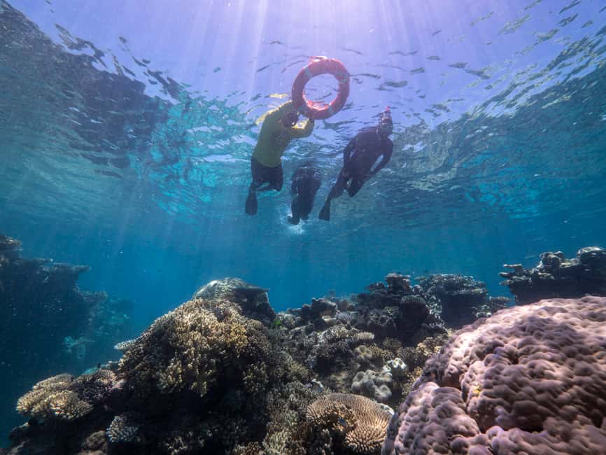 image n.6 of From Cairns: Great Barrier Reef Cruise by Premium Catamaran activity in Cairns, uploaded by supplier