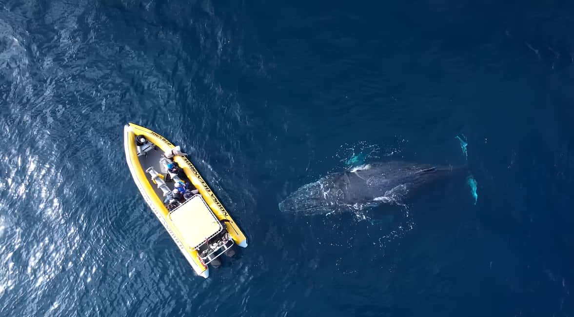 image n.7 of Noosa: Humpback Whale Watching Tour activity in Noosa Heads, uploaded by supplier