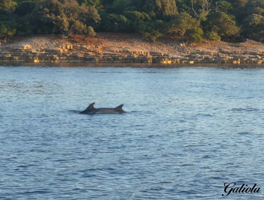 Bild Nr. 7 von Fazana: Delphin/Sonnenuntergang Tour Aktivität in Pula, Kroatien, hochgeladen vom Anbieter