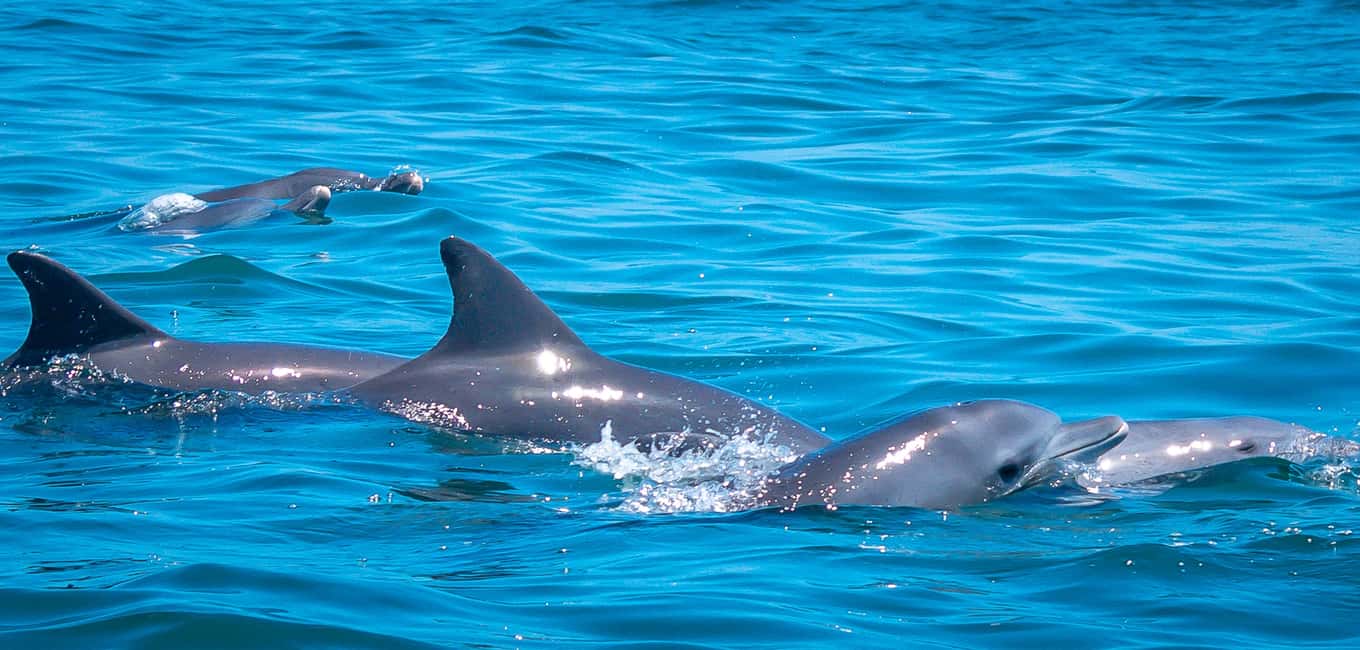 image n.2 of Blue Safari: Snorkeling at Watamu Marine Park & Seafood activity in Coast Province, uploaded by supplier