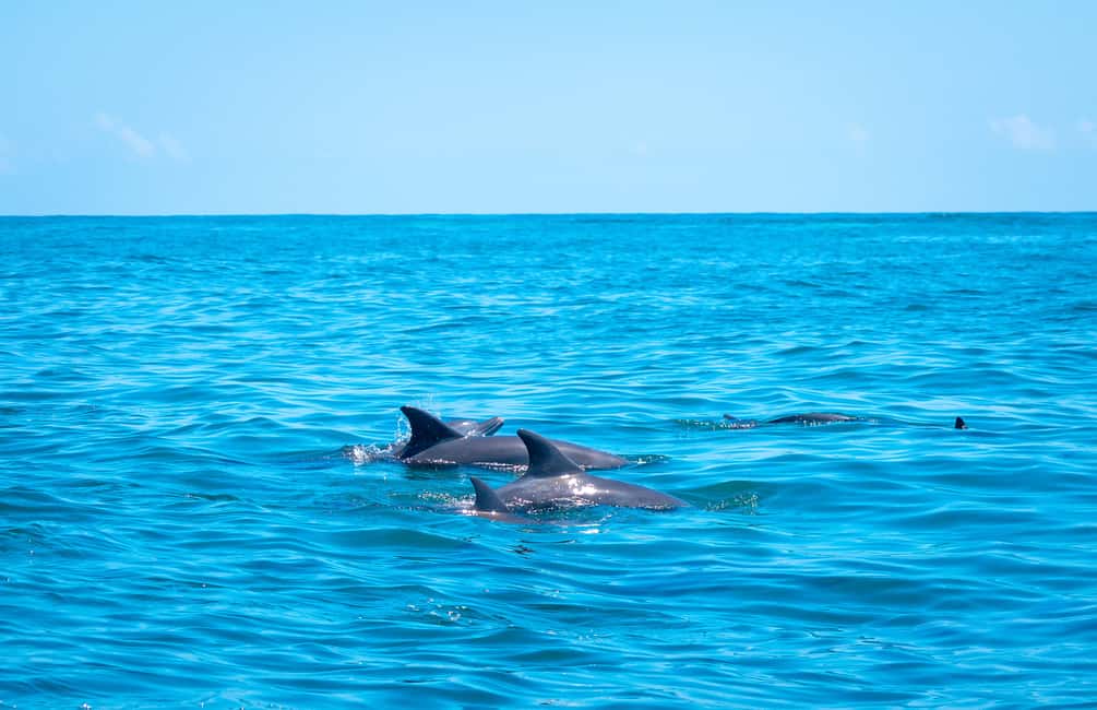 image n.10 of Blue Safari: Snorkeling at Watamu Marine Park & Seafood activity in Coast Province, uploaded by supplier