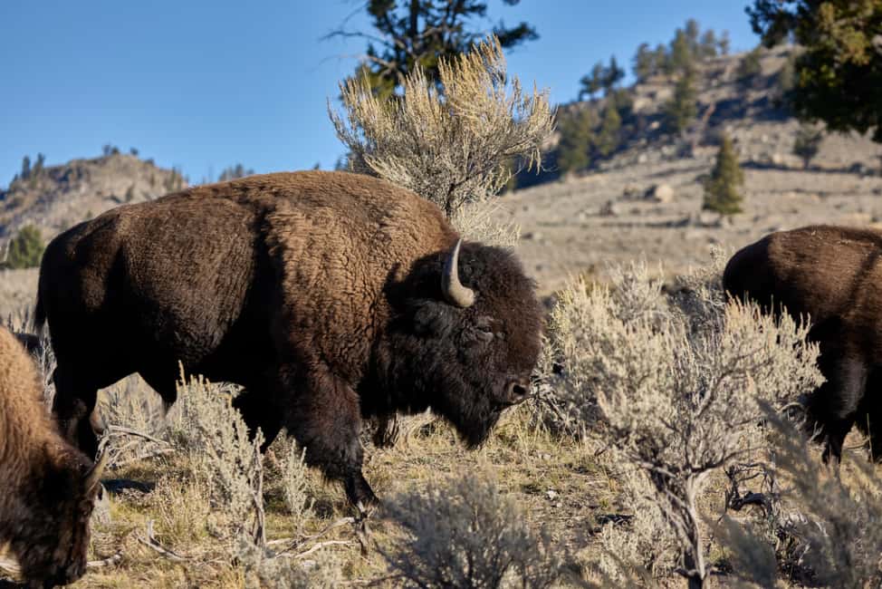 image n.3 of From Jackson: Half-Day Grand Teton National Park Tour activity in Jackson, Wyoming, uploaded by supplier
