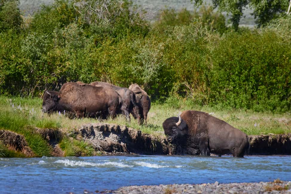 image n.15 of From Jackson: Half-Day Grand Teton National Park Tour activity in Jackson, Wyoming, uploaded by supplier