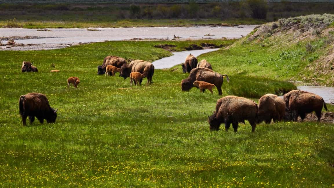 image n.9 of From Jackson: Half-Day Grand Teton National Park Tour activity in Jackson, Wyoming, uploaded by supplier