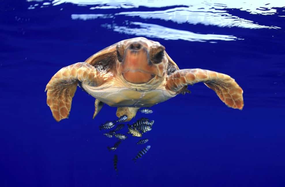 image n.6 of Tenerife: Kayak Safari and Sea Turtle Snorkeling with Photos activity in Arona, Tenerife, uploaded by supplier