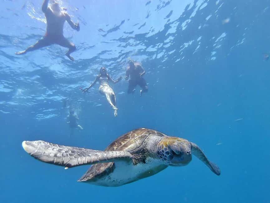 image n.8 of Tenerife: Kayak Safari and Sea Turtle Snorkeling with Photos activity in Arona, Tenerife, uploaded by supplier
