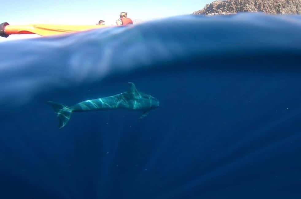 image n.7 of Tenerife: Kayak Safari and Sea Turtle Snorkeling with Photos activity in Arona, Tenerife, uploaded by supplier