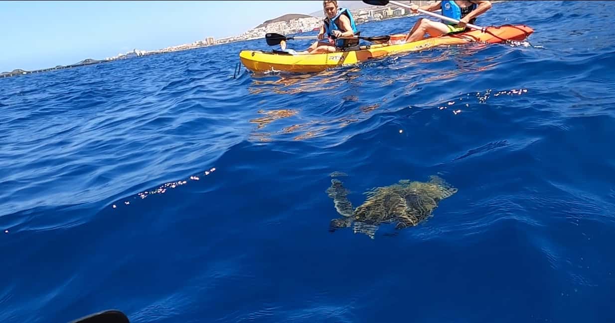 image n.3 of Tenerife: Kayak Safari and Sea Turtle Snorkeling with Photos activity in Arona, Tenerife, uploaded by supplier