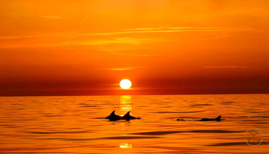 image n.31 of Pula: National Park Brijuni Island Visit & Dolphin Cruise activity in Pula, uploaded by supplier