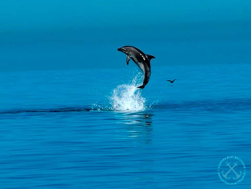 image n.23 of Pula: National Park Brijuni Island Visit & Dolphin Cruise activity in Pula, uploaded by supplier