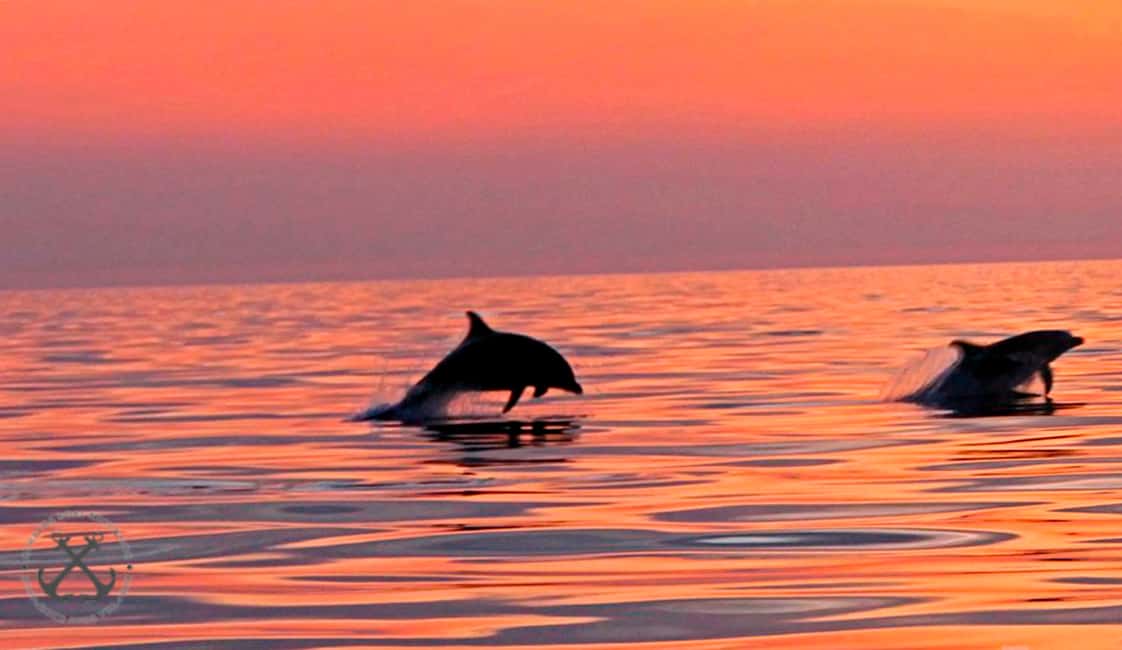 image n.28 of Pula: National Park Brijuni Island Visit & Dolphin Cruise activity in Pula, uploaded by supplier