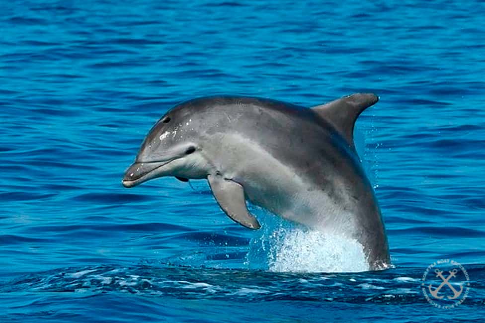 image n.22 of Pula: National Park Brijuni Island Visit & Dolphin Cruise activity in Pula, uploaded by supplier