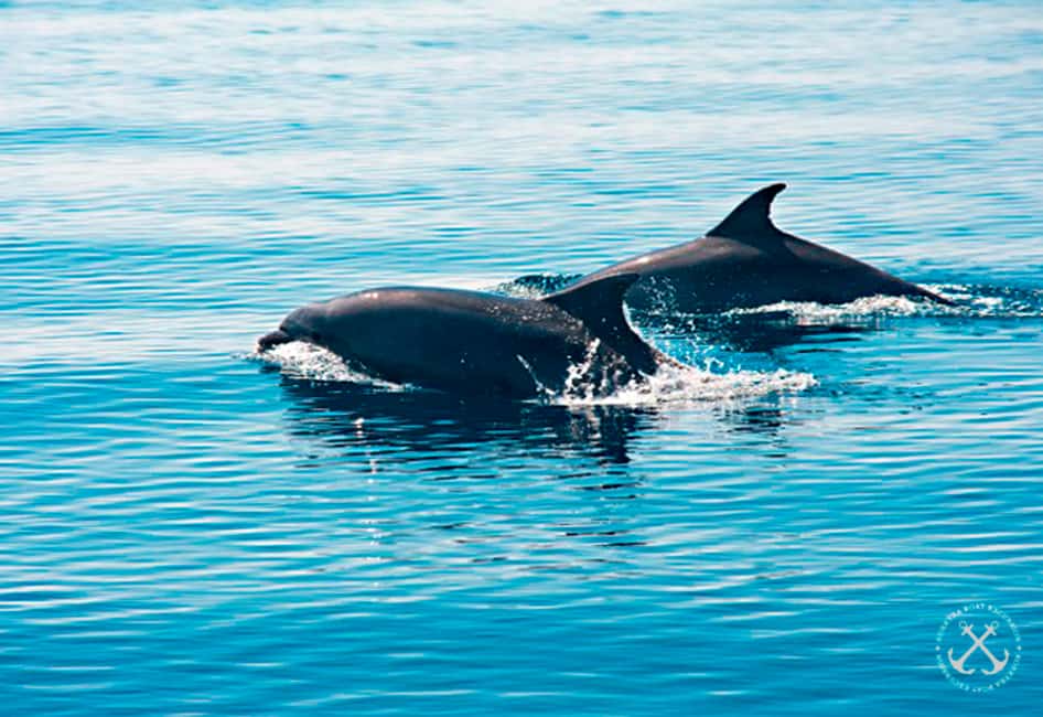 image n.26 of Pula: National Park Brijuni Island Visit & Dolphin Cruise activity in Pula, uploaded by supplier