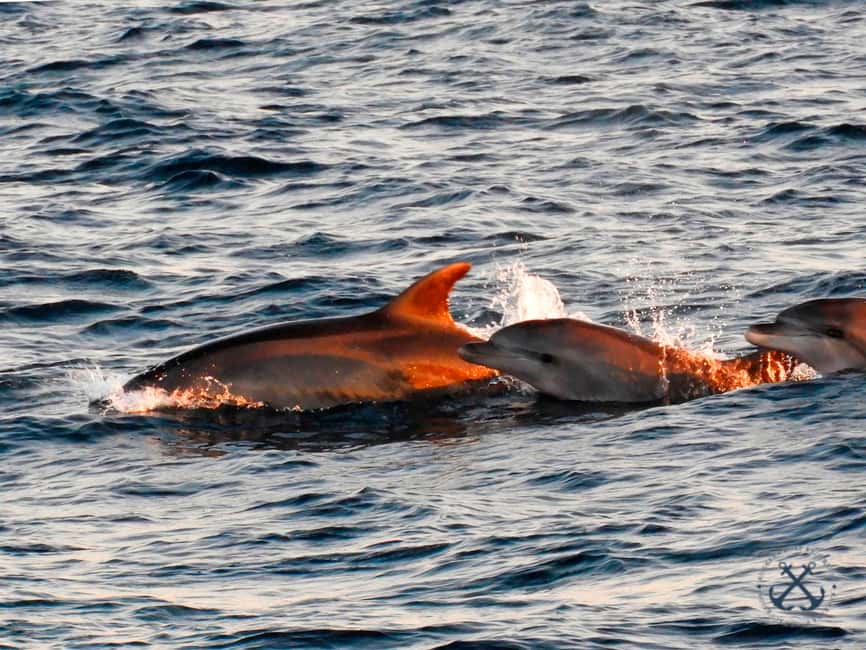 image n.27 of Pula: National Park Brijuni Island Visit & Dolphin Cruise activity in Pula, uploaded by supplier