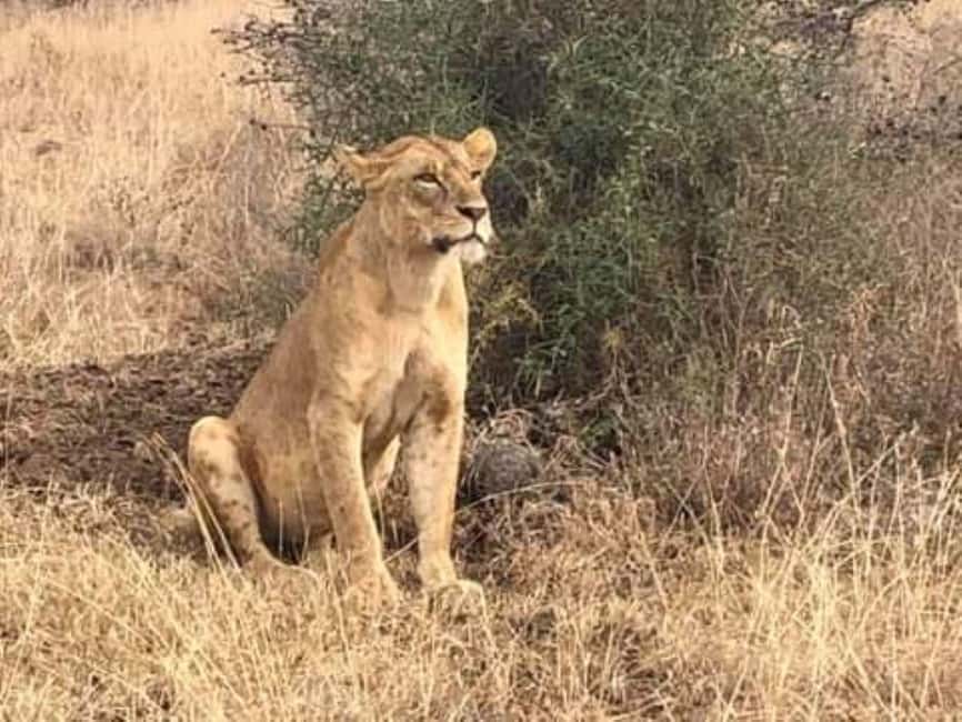 image n.73 of 2-Days Wildlife Safari to Tsavo East & Tsavo West Park activity in Coast Province, uploaded by supplier