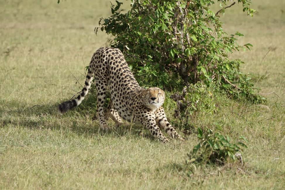 image n.2 of 4 DAYS MAASAI MARA & LAKE NAKURU SMALL GROUP SAFARI BY 4WD activity in Nakuru, uploaded by supplier