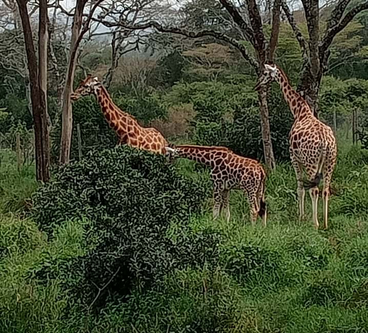 image n.4 of 4 DAYS MAASAI MARA & LAKE NAKURU SMALL GROUP SAFARI BY 4WD activity in Nakuru, uploaded by supplier