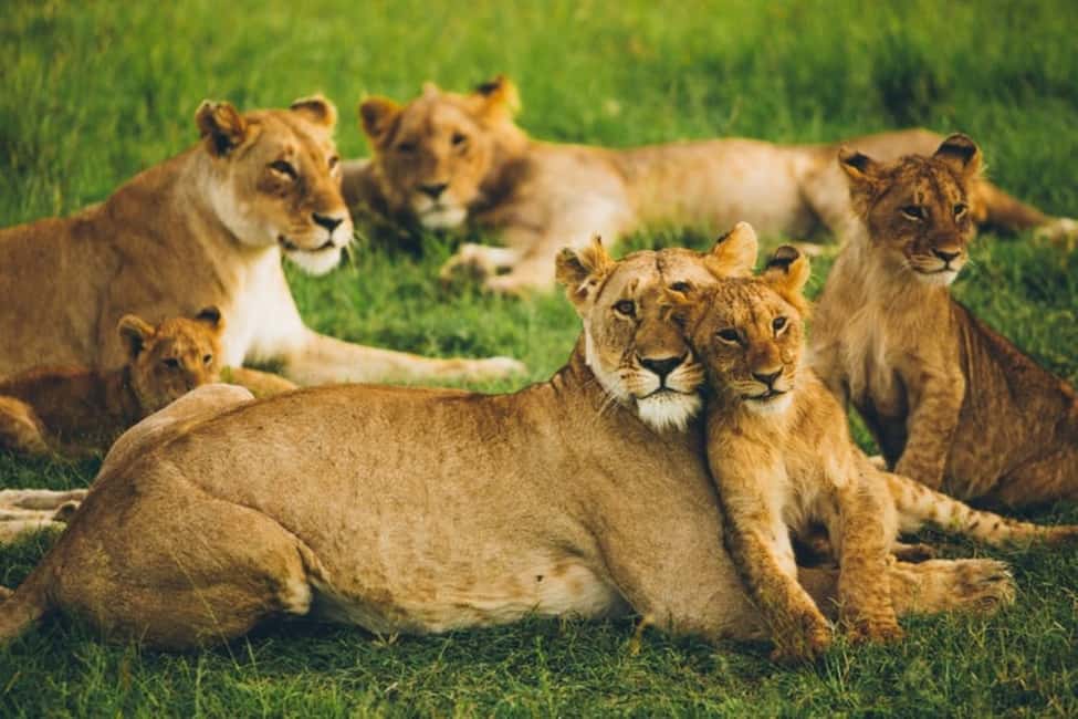 image n.5 of 4 DAYS MAASAI MARA & LAKE NAKURU SMALL GROUP SAFARI BY 4WD activity in Nakuru, uploaded by supplier