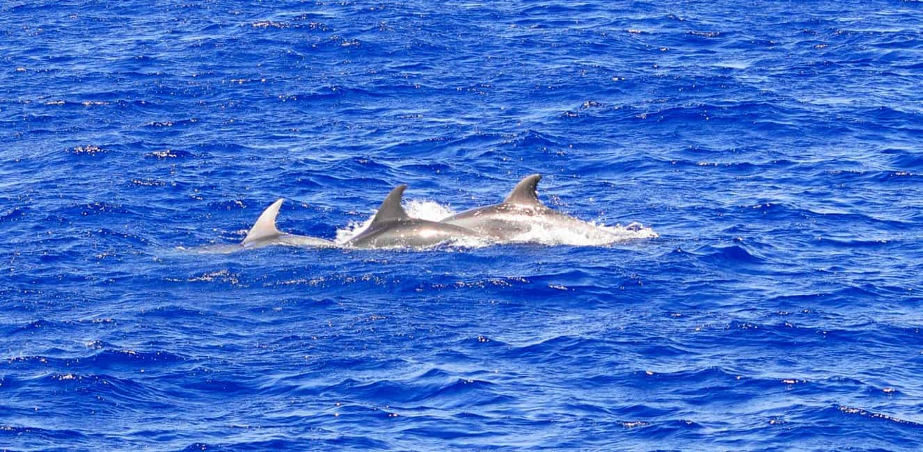 Bild Nr. 12 von Von Palma: 3-stündige Bootstour zur Delfinbeobachtung am Morgen Aktivität in Palma de Mallorca, hochgeladen vom Anbieter