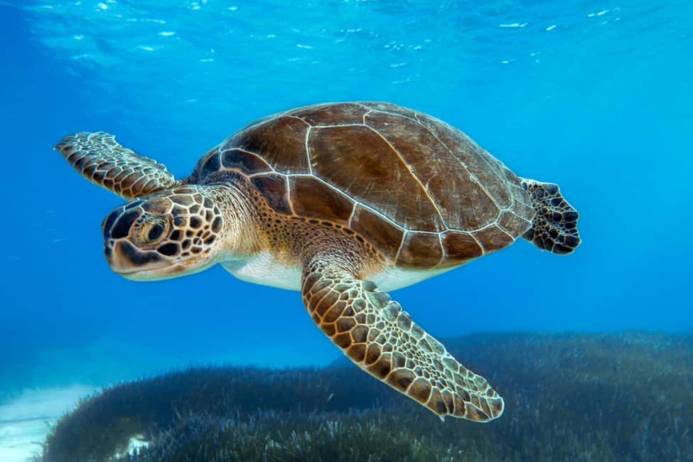 Image N°2 de Au départ de Protaras : Croisière vers le Lagon bleu, la Baie des tortues et la Grotte marine activité à Ayia Napa, publiée par le prestataire