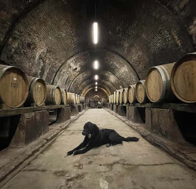 Bild Nr. 14 von Bio-Wein- und Lebensmittelverkostung in der historischen Fattoria Majnoni Aktivität in San Gimignano, hochgeladen vom Anbieter