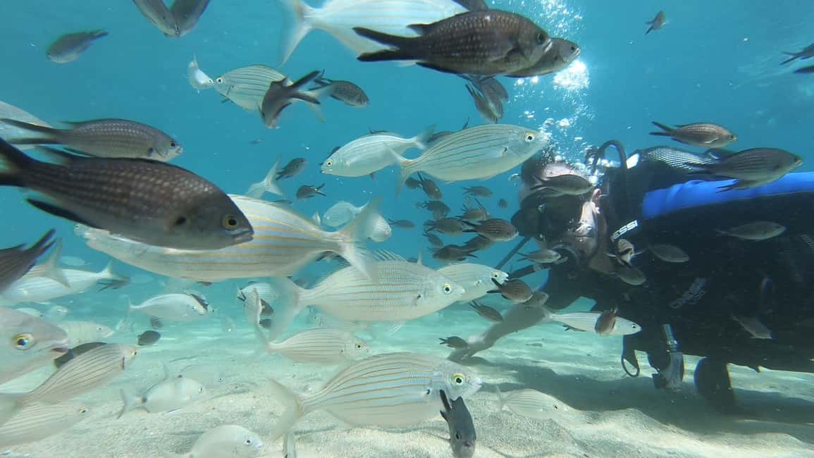 Immagine nº 11 di Heraklion: Lezione di immersione subacquea per principianti con istruttore PADI attività a Agia Pelagia, caricata dal fornitore