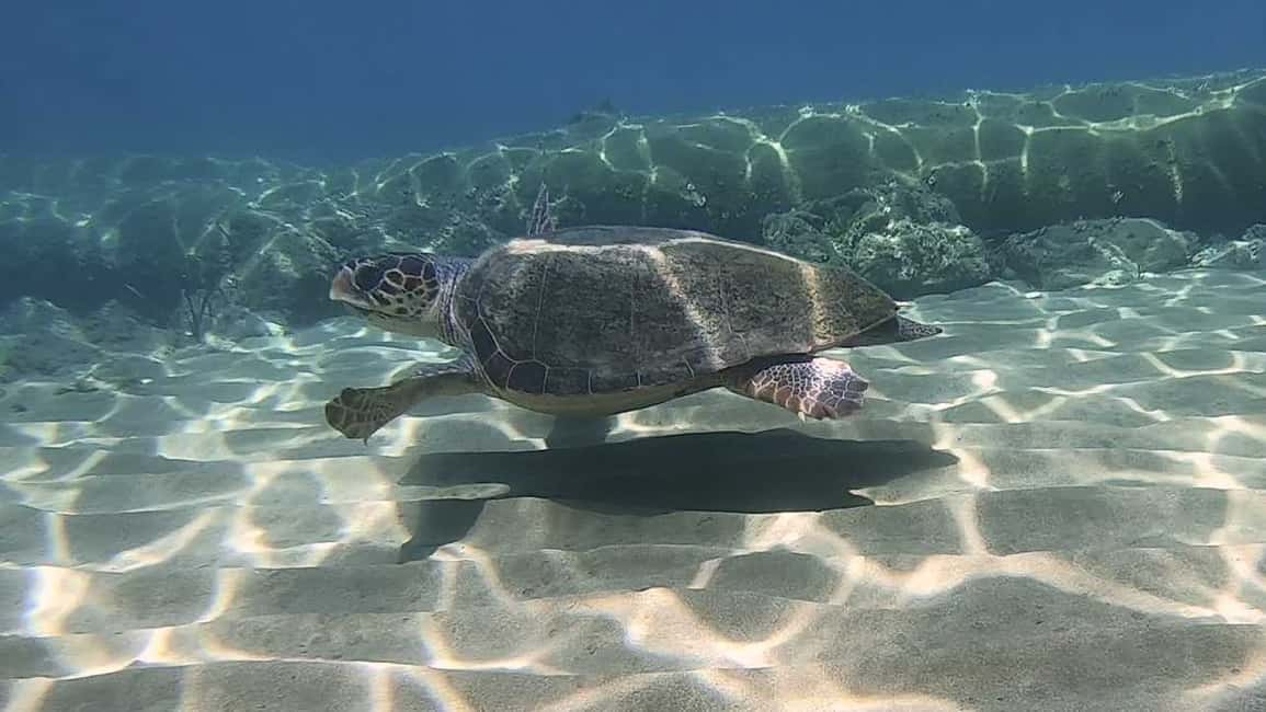 Immagine nº 16 di Heraklion: Lezione di immersione subacquea per principianti con istruttore PADI attività a Agia Pelagia, caricata dal fornitore
