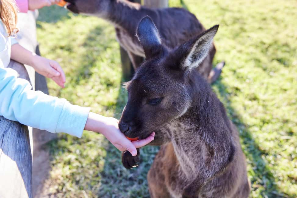 bild nr.8 av Från Sydney: Blue Mountains, Scenic World, Zoo och färjetur aktivitet i Sydney, uppladdad av arrangören