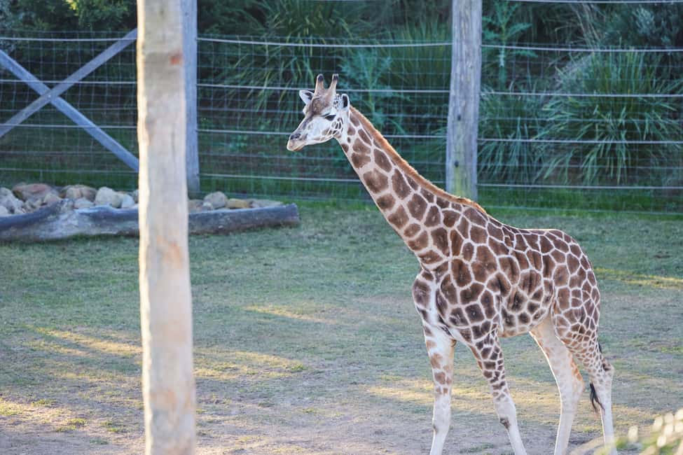 bild nr.34 av Från Sydney: Blue Mountains, Scenic World, Zoo och färjetur aktivitet i Sydney, uppladdad av arrangören