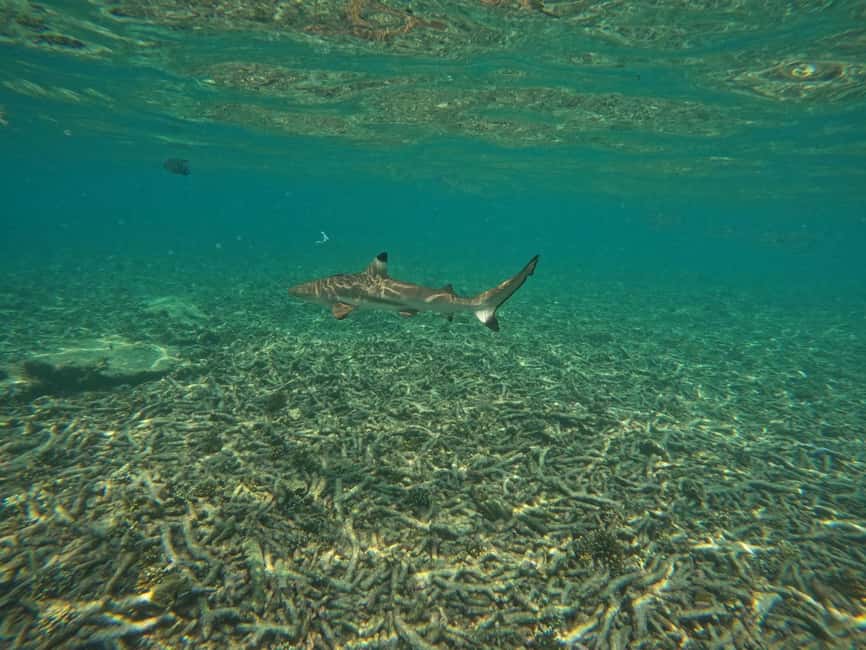 billede nr.11 af aktiviteten Koh Tao: Koh Nangyuan & Hidden Bays snorkeltur med frokost i Thailandbugten, uploadet af udbyder