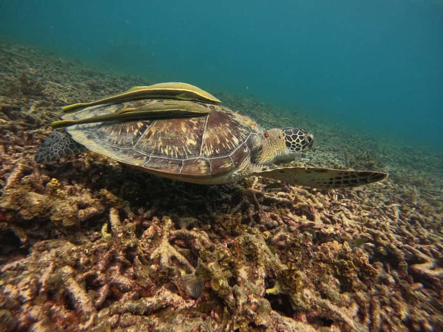 billede nr.10 af aktiviteten Koh Tao: Koh Nangyuan & Hidden Bays snorkeltur med frokost i Thailandbugten, uploadet af udbyder