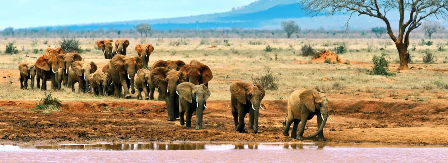 image n.3 of Day Tour Tsavo East Park National from Malindi/Mombasa Port activity in Coast Province, uploaded by supplier