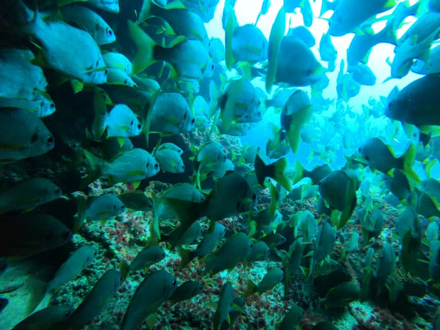 image n.7 of Playa Del Ingles: Discover Scuba Diving - Free Transfers activity in Maspalomas, uploaded by supplier